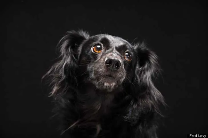 Estas fotografías de perros negros esconden un noble propósito ...
