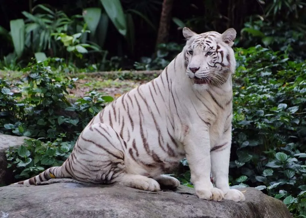Fotografías de Tigres de Bengala Blancos – Calidad Alta | Imagenes Fotografías de Tigres de Bengala Blancos – Calidad Alta | Imagenes