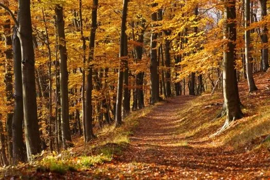 Fotomural bosque otoño camino. Mural bosque otoño camino