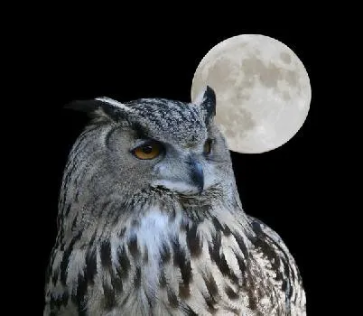 Fotomural Buho con luna de fondo. Mural Buho con luna de fondo Fotomural Buho con luna de fondo. Mural Buho con luna de fondo