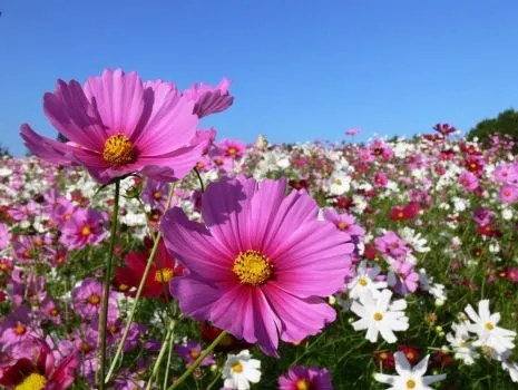 Campos de flores rosas - Imagui