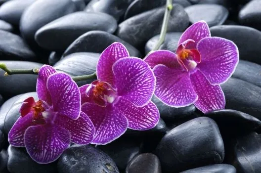 Orquideas moradas - Imagui