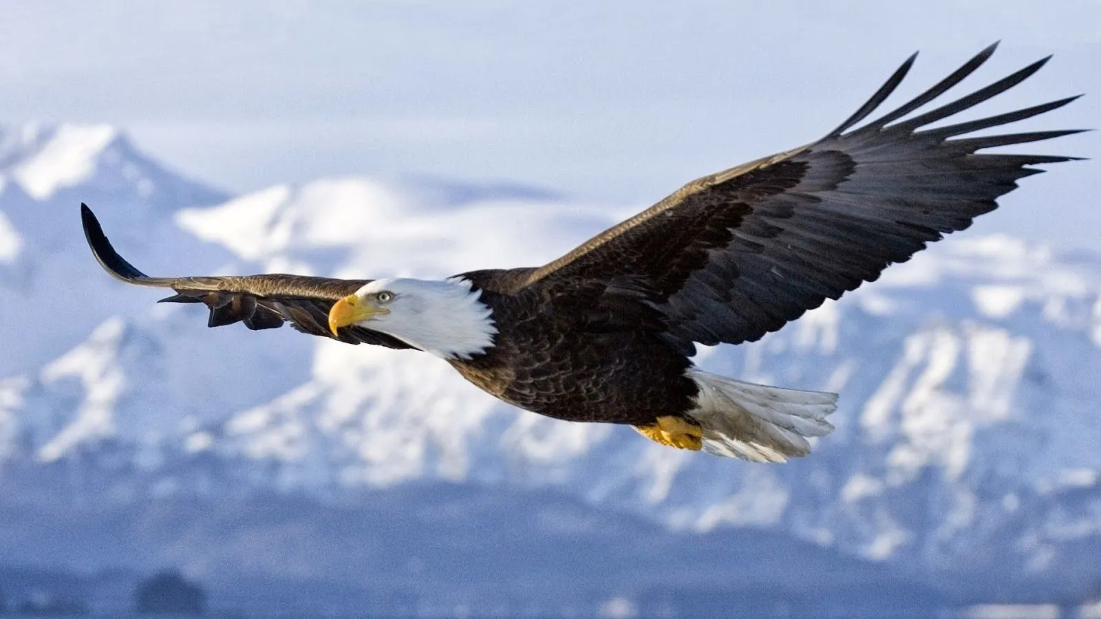 Fotos de águila real volando - Imagui