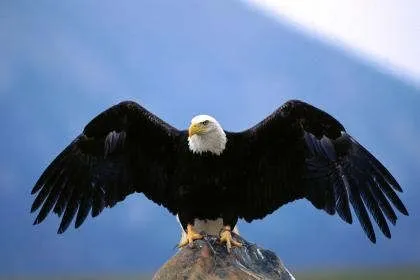 ... fotos de aguilas dibujos de aguilas imagenes de aguilas volando fotos ... fotos de aguilas dibujos de aguilas imagenes de aguilas volando fotos