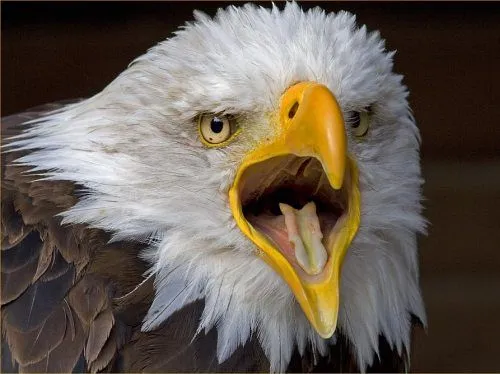 Fotos de Aguilas, aves señoriales | SobreFotos Fotos de Aguilas, aves señoriales | SobreFotos