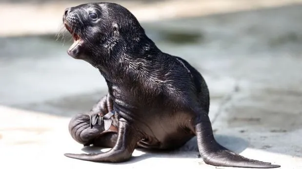 FOTOS: “Alida”, el lobo marino bebe del Zoológico de Viena ...