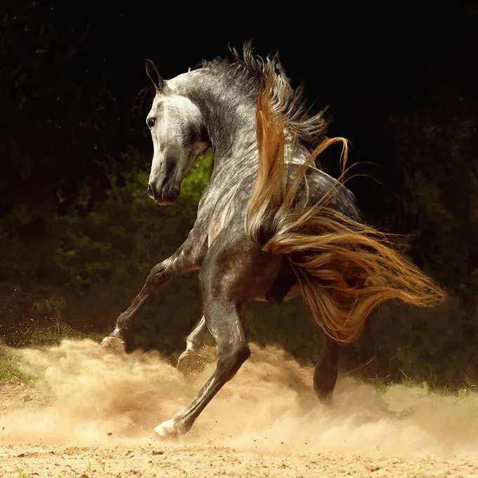 Las Fotos Mas Alucinantes: caballos