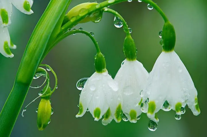 las fotos mas alucinantes: flores mojadas