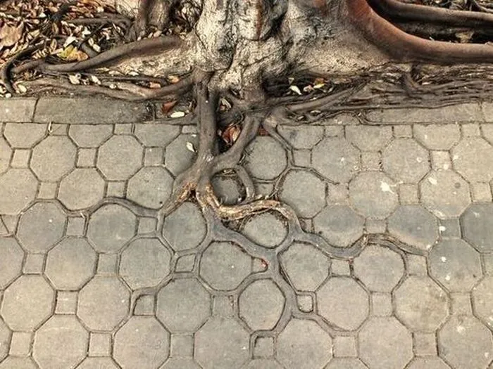 Las Fotos Mas Alucinantes: raices de arbol en la acera
