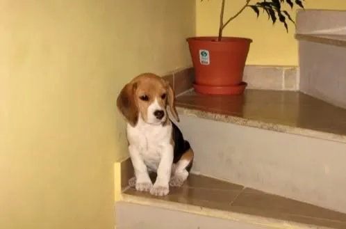 Fotos y anécdotas de la beagle LUNA (Córdoba, Argentina)