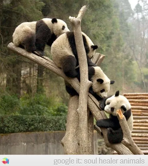 pandas bonitas | Fotos de Animales Cariñosos