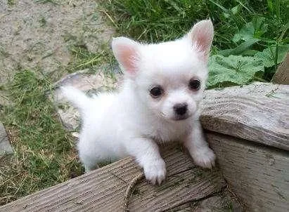 Imagenes de perros chiquitos y bonitos - Imagui Imagenes de perros chiquitos y bonitos - Imagui