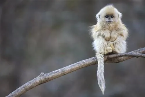 Fotos de todos los bebés del reino animal: Adorable changuito con frío