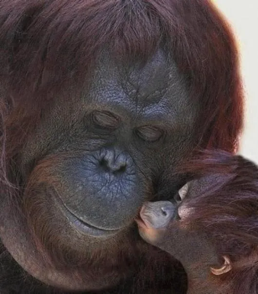 Fotos de todos los bebés del reino animal: Changuito dando un beso ...