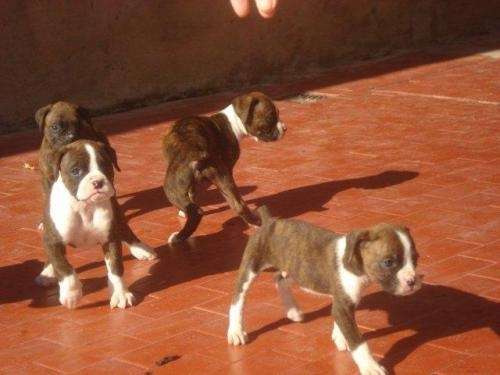 Fotos de cachorros boxer atigrados - Imagui