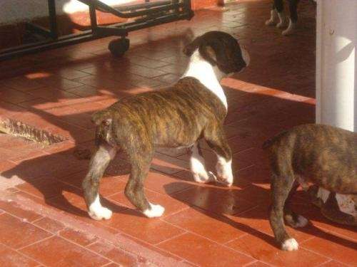 Fotos de Boxer atigrados. 8 cachorros excelentes en Buenos Aires ...