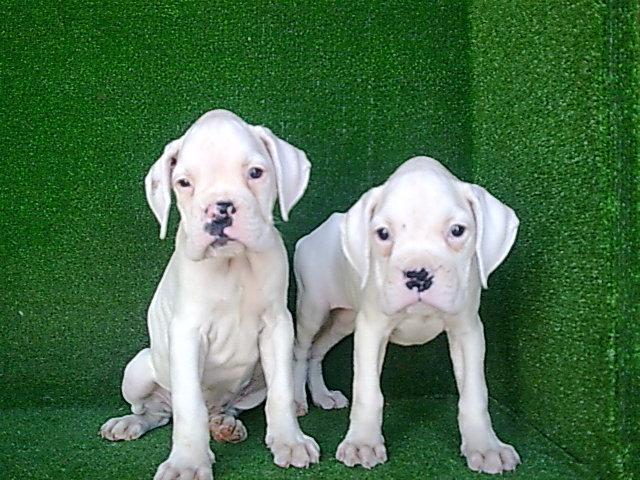 Imagenes de perros boxer blancos - Imagui