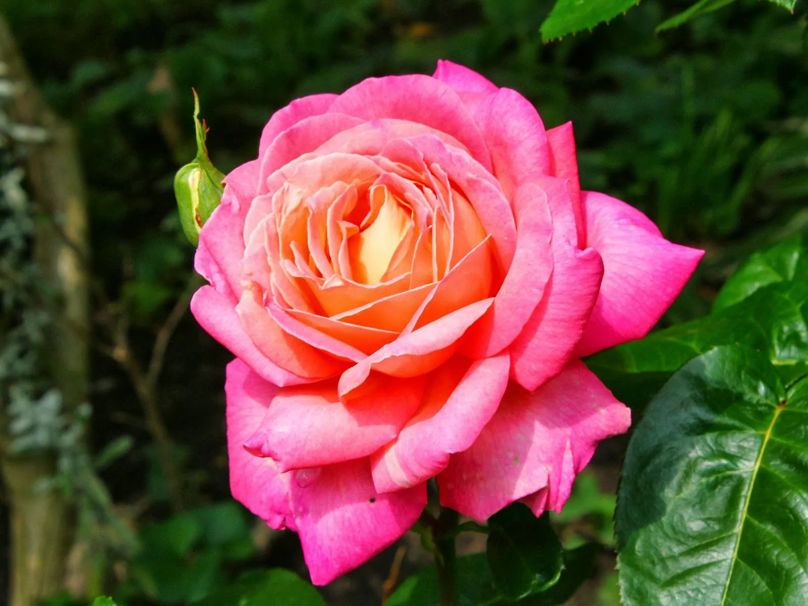 Fotos de brote de rosas rosada Mejores fotos del mundo para facebook