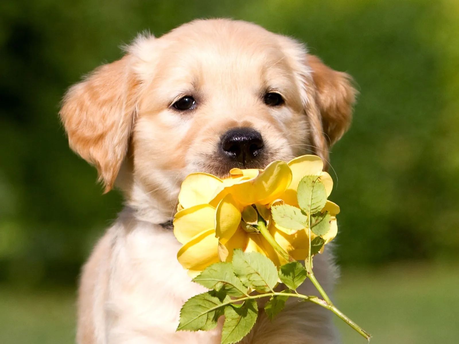 fotos de cachorrito con flor para facebook ~ Mejores Fotos del ... fotos de cachorrito con flor para facebook ~ Mejores Fotos del ...