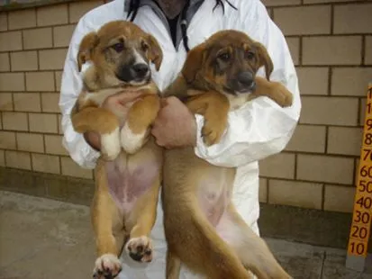Fotos Cachorros en adopción de Rosamrol | Objetivo Rioja