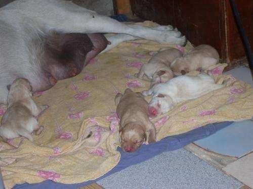 Fotos cachorros labrador recien nacidos - Imagui
