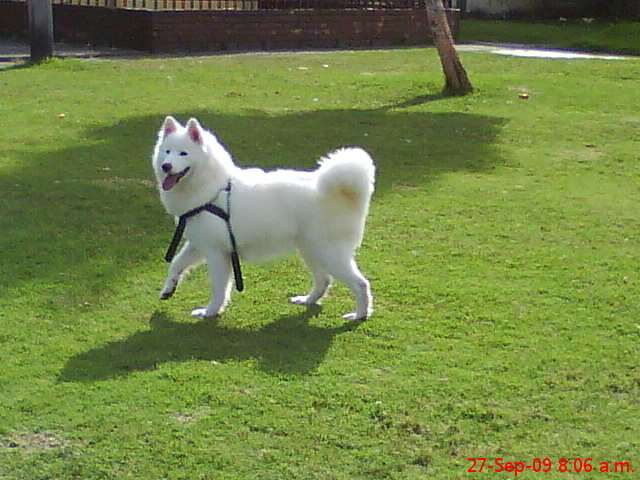 Samoyedo cachorro venta - Imagui