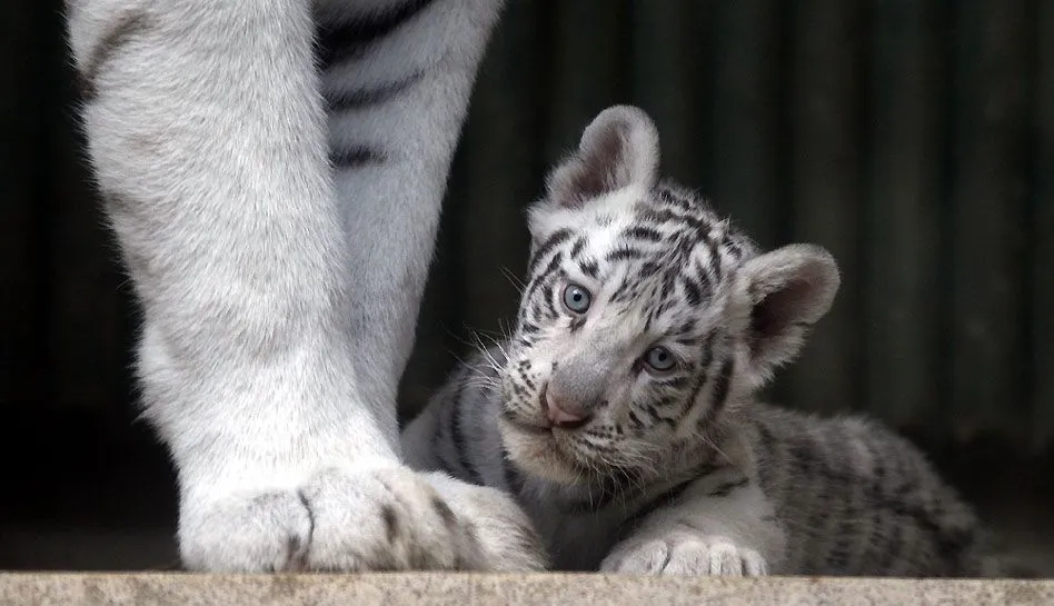 FOTOS: cachorros de tigres blancos de la India conmueven en ... FOTOS: cachorros de tigres blancos de la India conmueven en ...