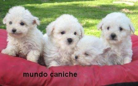 Fotos de Caniche toy ,mini toy 46426528 en Capital Federal, Argentina
