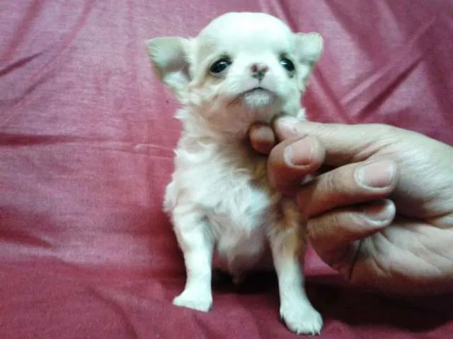 Fotos de CHIHUAHUAS CABEZA DE MANZANA PELO LARGO/CORTO - Región ... Fotos de CHIHUAHUAS CABEZA DE MANZANA PELO LARGO/CORTO - Región ...