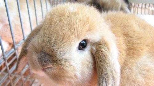 Conejos orejas caídas - holland lop - la mascota ideal! - Capital ...