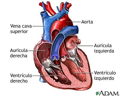 Fotos - El Corazón y sus Partes | Fotos e Imágenes en FOTOBLOG X Fotos - El Corazón y sus Partes | Fotos e Imágenes en FOTOBLOG X