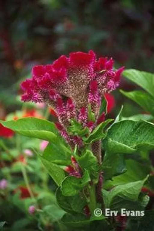 FOTOS VARIAS DE LA CRESTA DE GALLO | Cuidar de tus plantas es ... FOTOS VARIAS DE LA CRESTA DE GALLO | Cuidar de tus plantas es ...