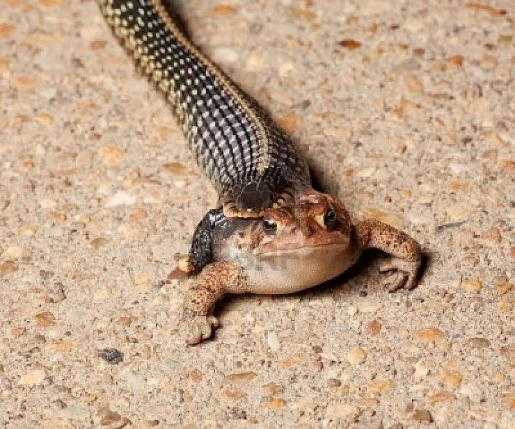 Fotos de culebras comiendo animales de distintos tamaños | Rincón ... Fotos de culebras comiendo animales de distintos tamaños | Rincón ...