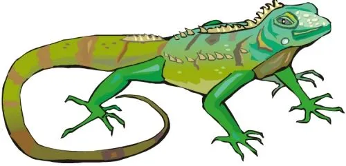Dibujos de iguanas infantiles - Imagui