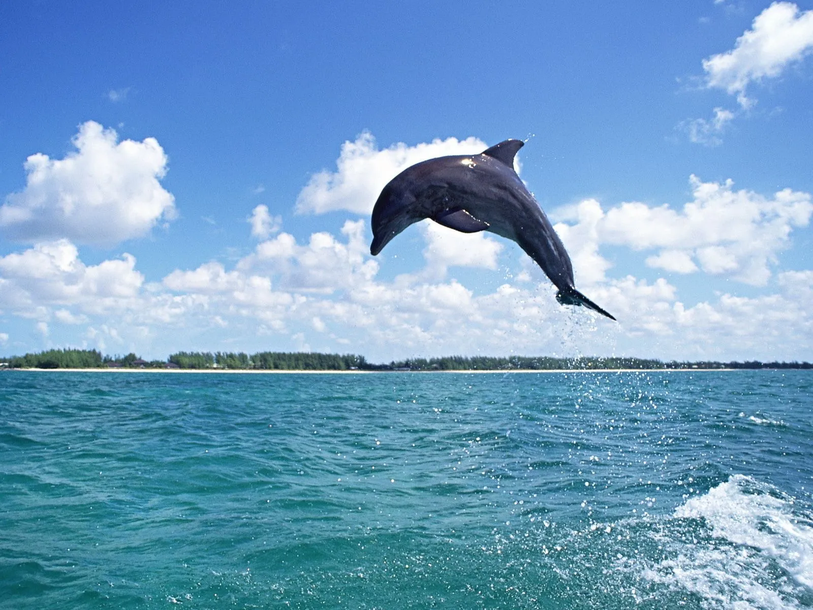 Fotos de delfin en el mar para facebook Mejores fotos del mundo ...