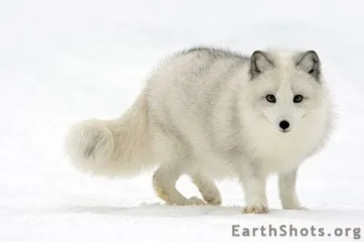 Una de las últimas fotos de EarthShots es este precioso zorro ...