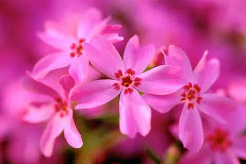 Imagenes para celulares de flores - Imagui