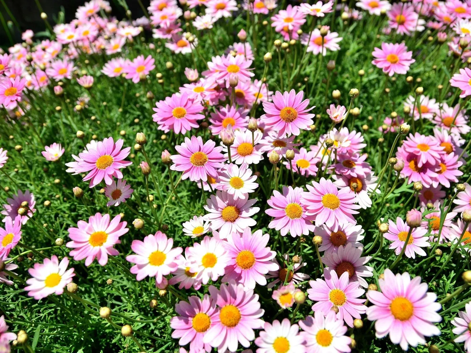 Fotos de flores margaritas Mejores fotos del mundo para facebook Fotos de flores margaritas Mejores fotos del mundo para facebook