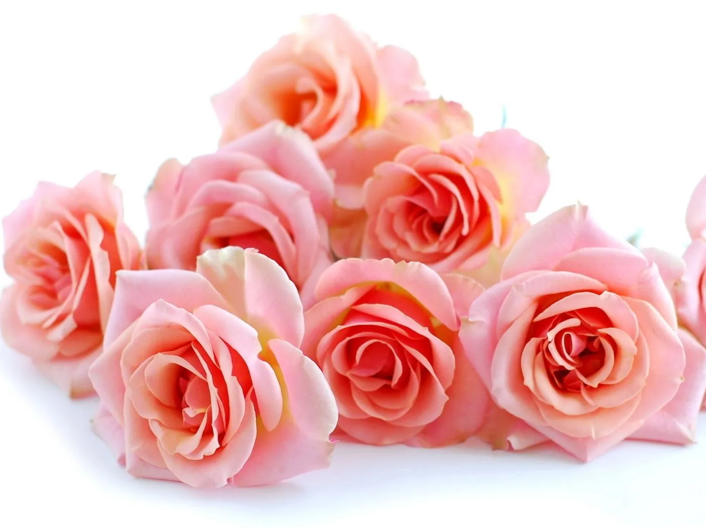 Fotos de flores de rosas rosadas ~ Mejores Fotos del Mundo ... Fotos de flores de rosas rosadas ~ Mejores Fotos del Mundo ...