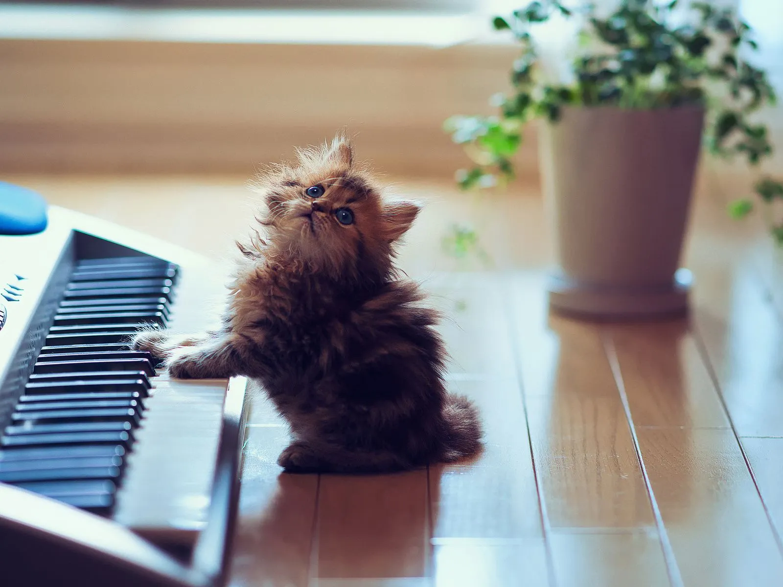 Fotos de gato tocando guitarra ~ Mejores Fotos del Mundo ...