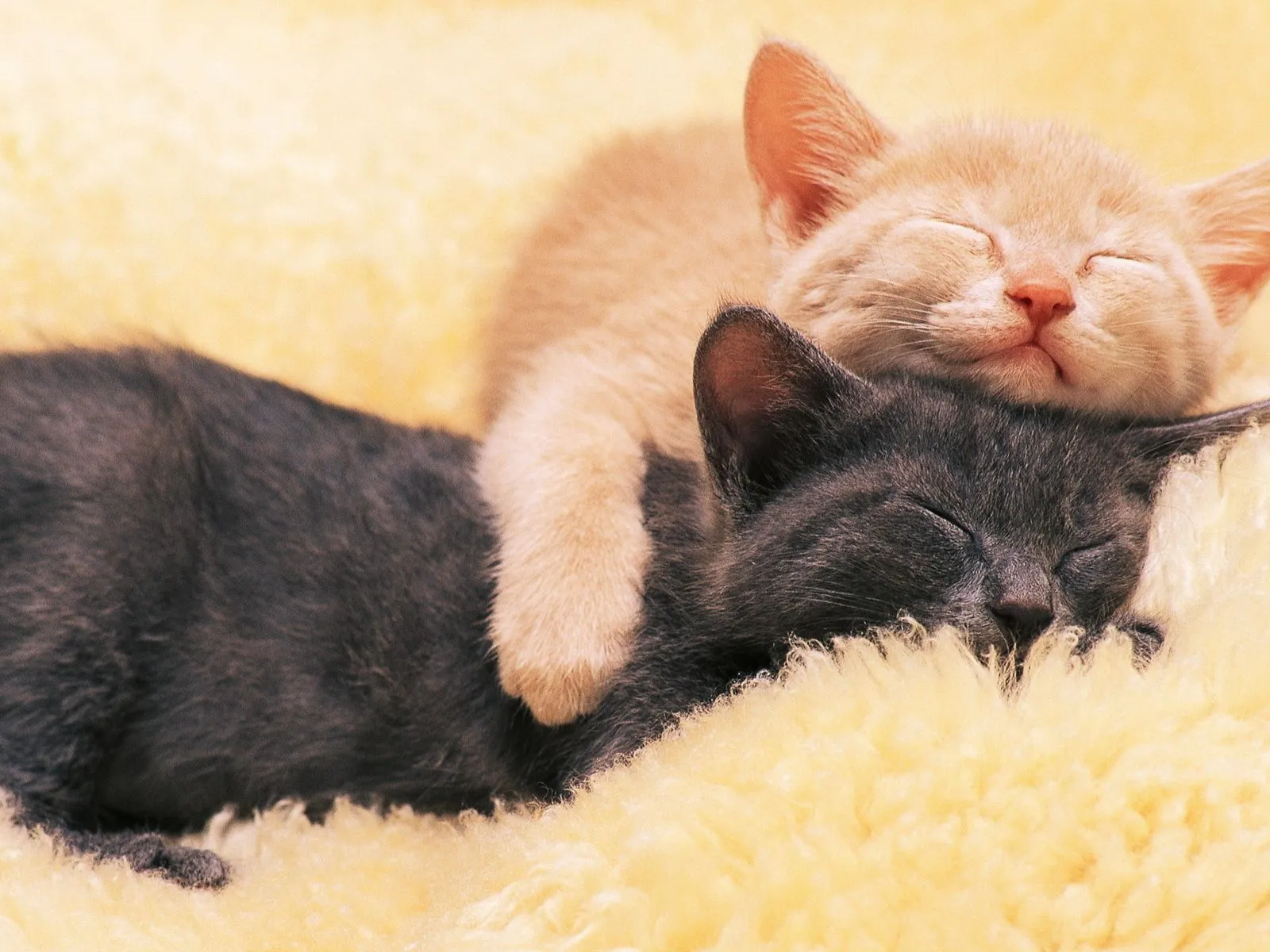 fotos de dos gatos abrazados para facebook ~ Mejores Fotos del ...