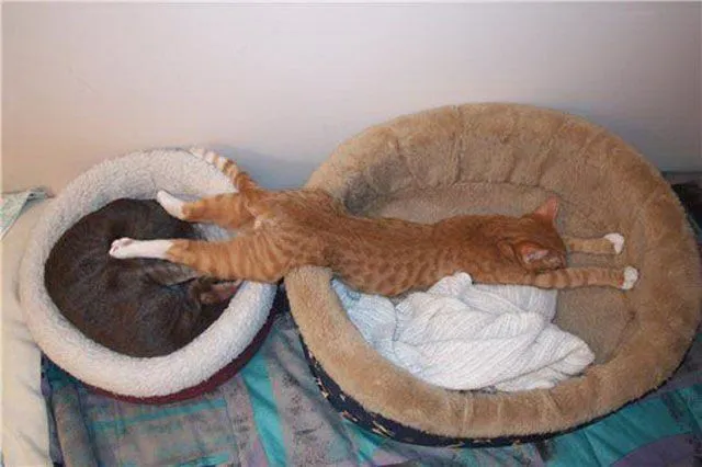 Fotos de gatos durmiendo. MundoGatos.com
