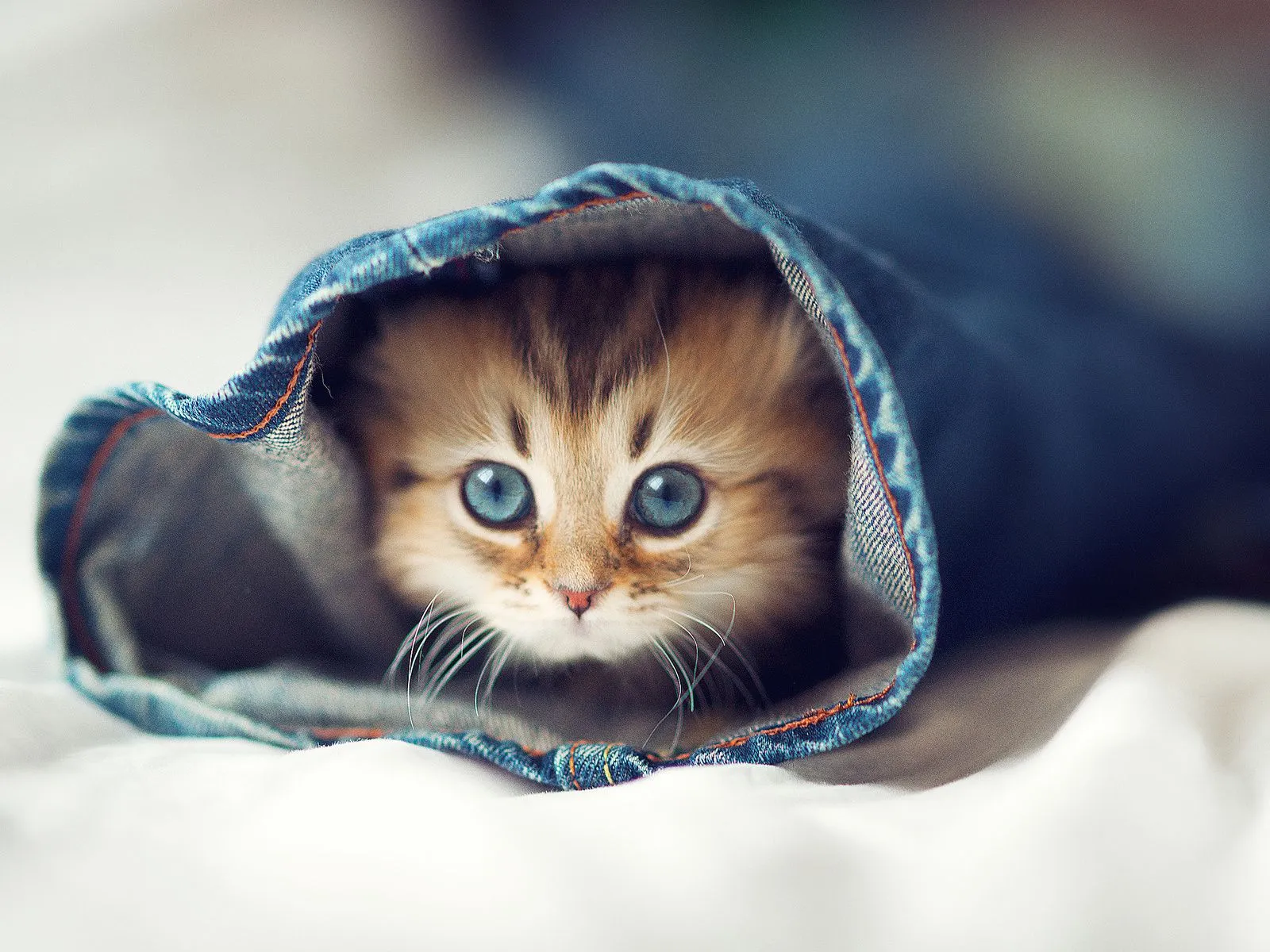 Fotos de gatos traviesos saliendo de un jeans ~ Mejores Fotos del ...