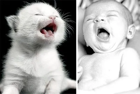 Fotos graciosas de gatos y bebés - Ocio