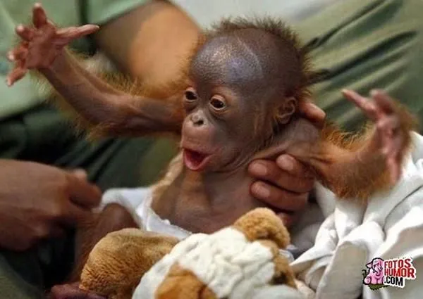 Mis Monas on Pinterest | Orangutans, Baby Orangutan and Monkey