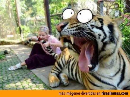 Fotos graciosas de tigres - Imagui