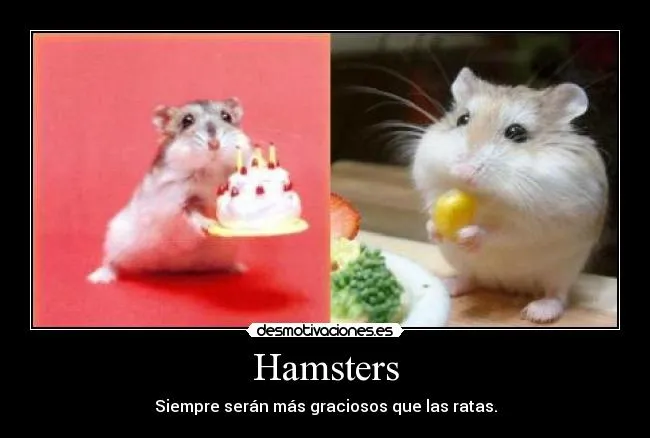Fotos de hamsters graciosos - Imagui