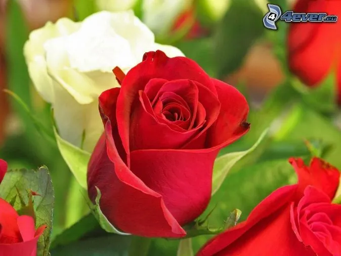 Fotos de rosas rojas en HD - Imagui