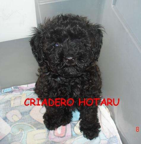 Fotos de Hermoso cachorro de caniche toy negro!! en Capital ...