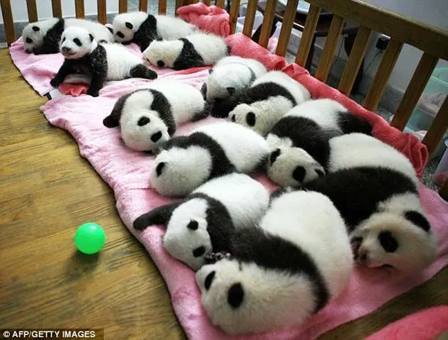 En fotos: Hermosos cachorros de osos panda luchan por sobrevivir ...
